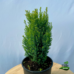 Chamaecyparis lawsoniana Ellwoods Gold