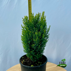 Chamaecyparis lawsoniana Ellwoods Gold