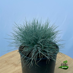 Festuca valesiaca Glaucantha