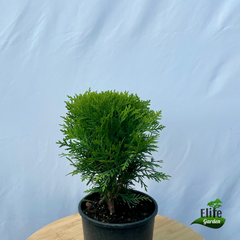 Thuja occidentalis Danica