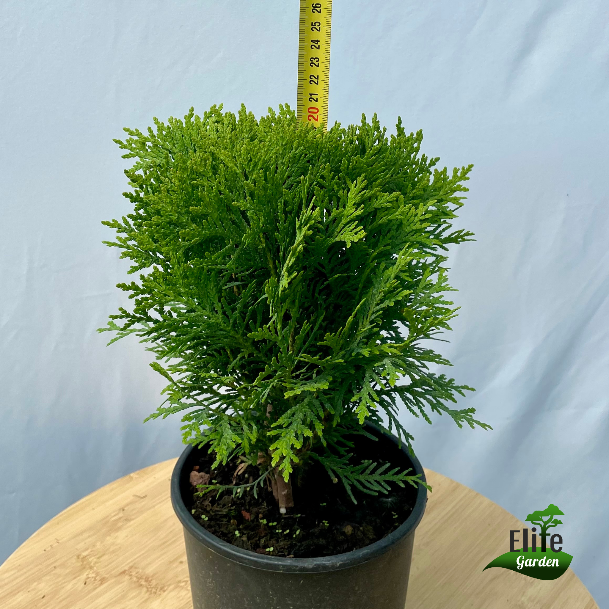 Thuja occidentalis Danica