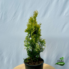 Thuja occidentalis Sunny Smaragd