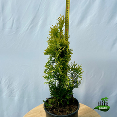 Thuja occidentalis Sunny Smaragd