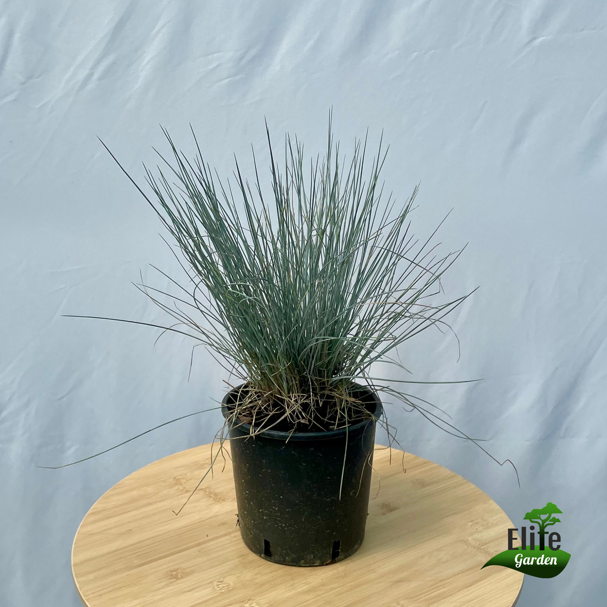 Festuca glauca Easy Blue