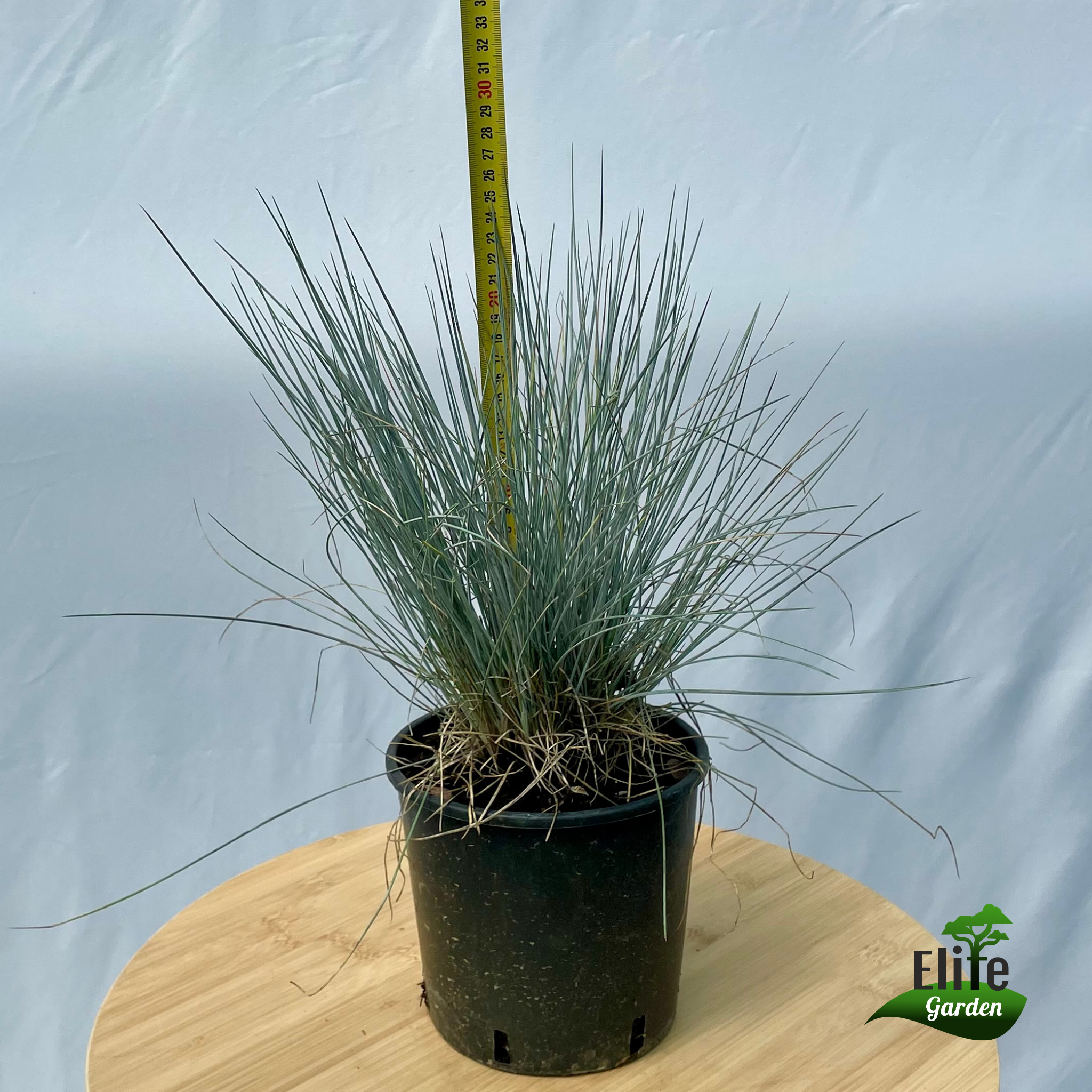 Festuca glauca Easy Blue