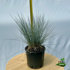 Festuca glauca Easy Blue