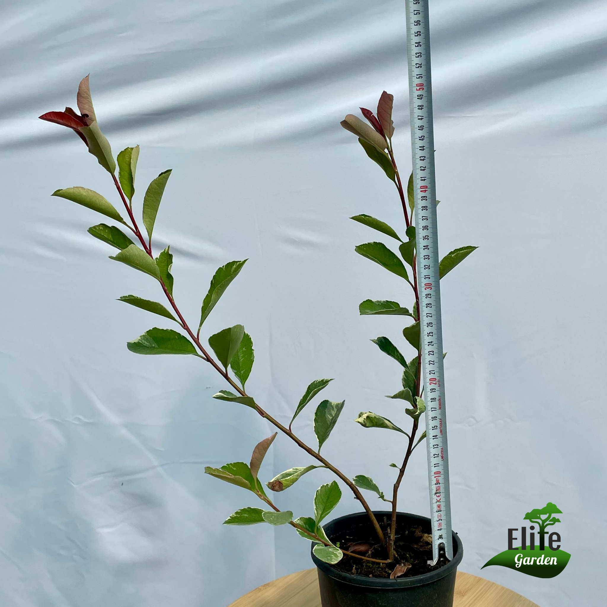 Photinia fraserii Pink Marble