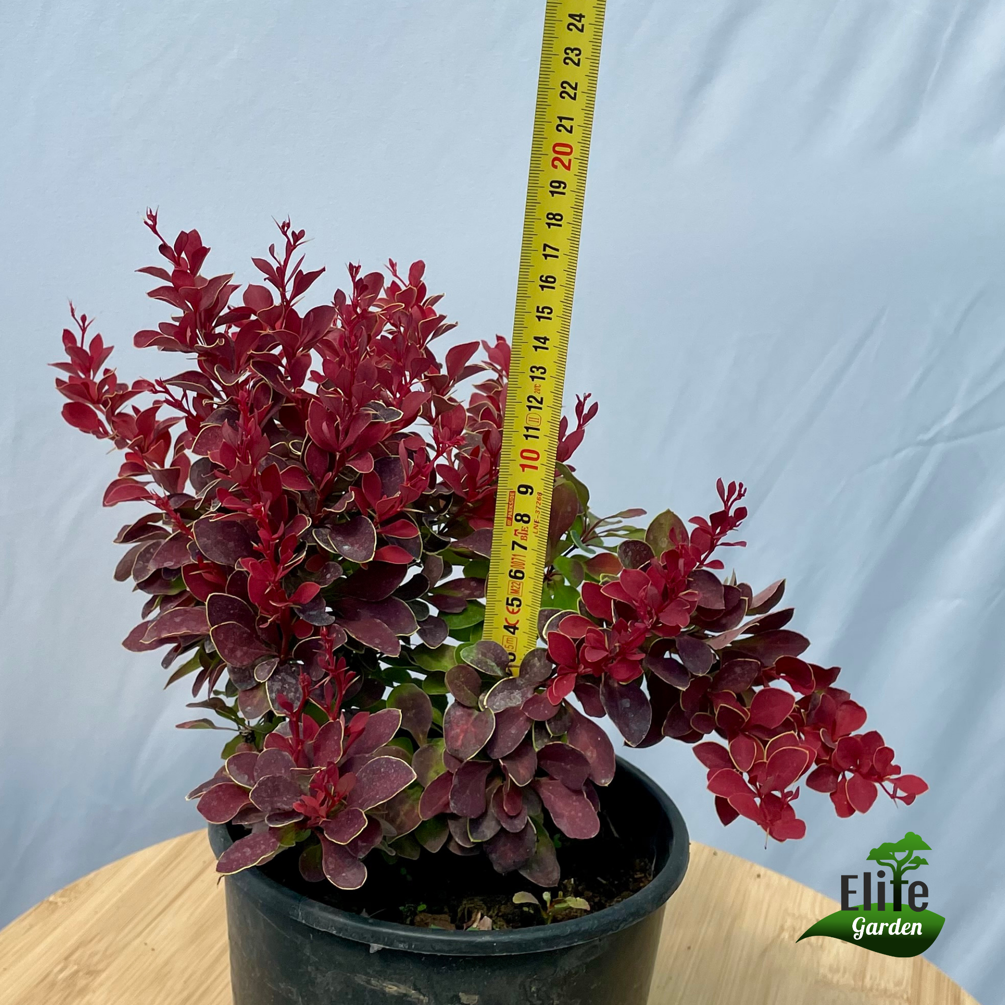 Berberis thunbergii Ruby Star