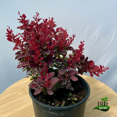 Berberis thunbergii Ruby Star