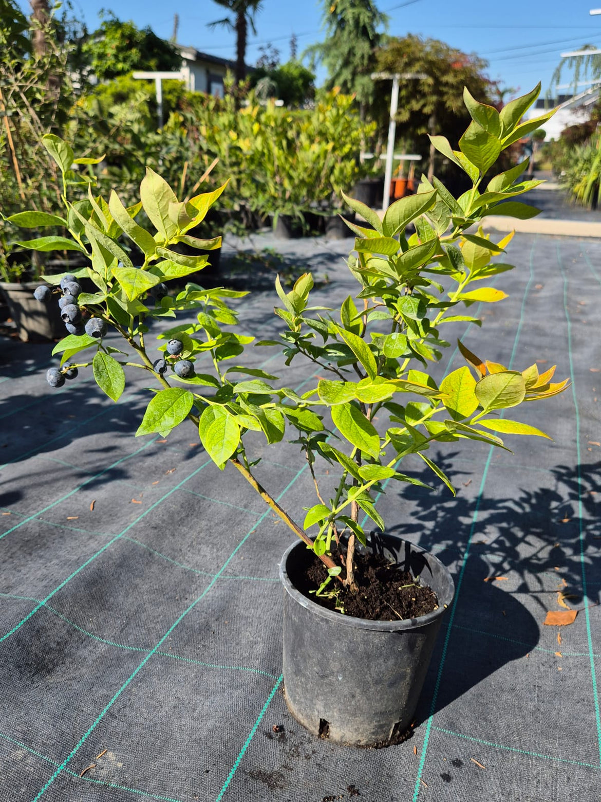 Produse – Elite Garden Center