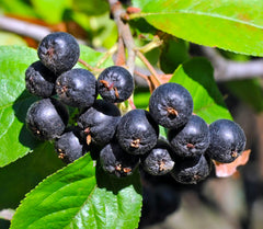 Aronia Ghiveci