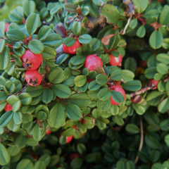 Cotoneaster microphyllus 'Streibs Findling'