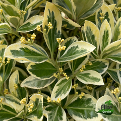 Euonymus japonicus Bravo