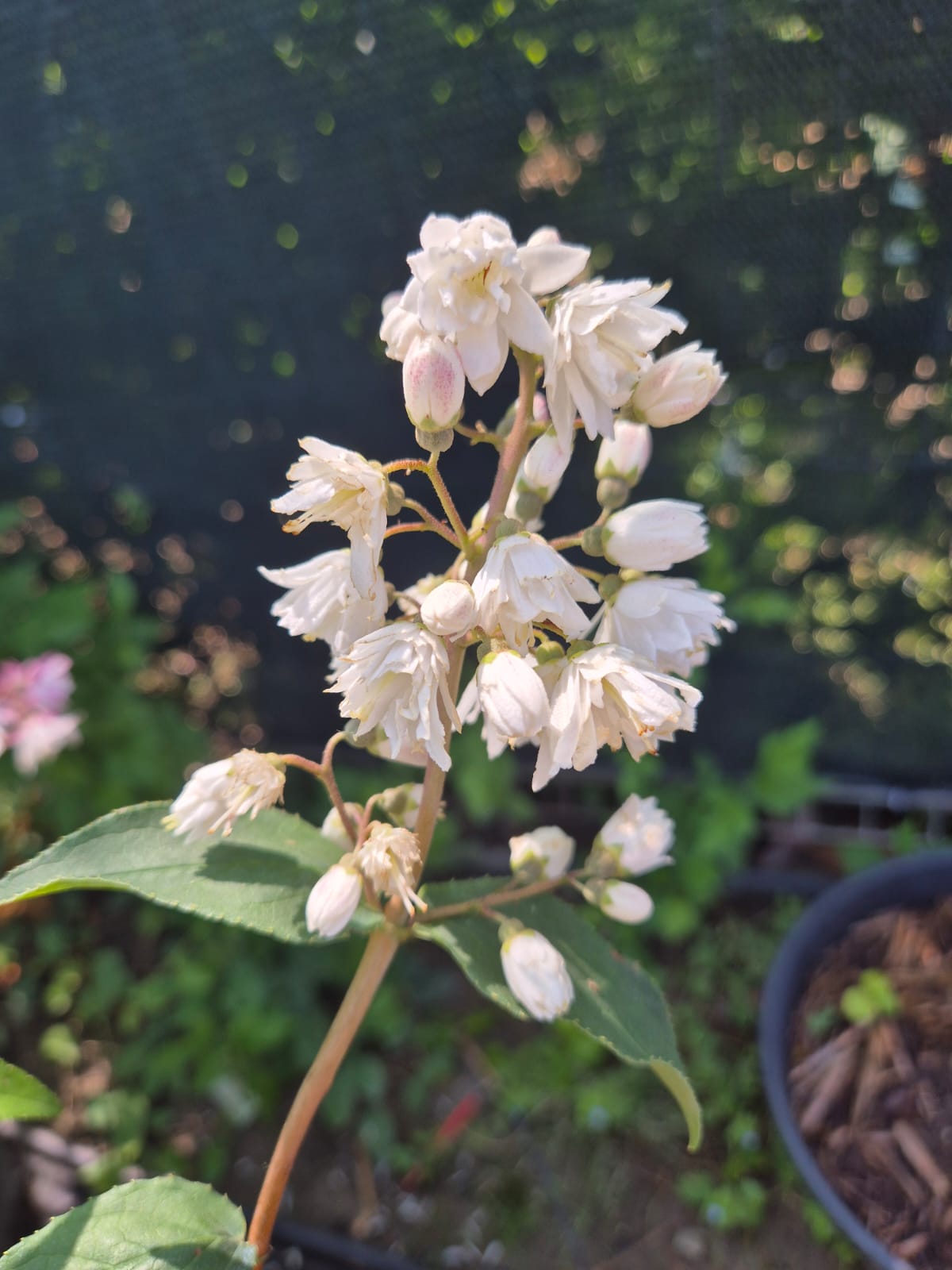 Deutzia - Pride of Rochester