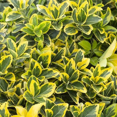 Euonymus Japonicus Aurea