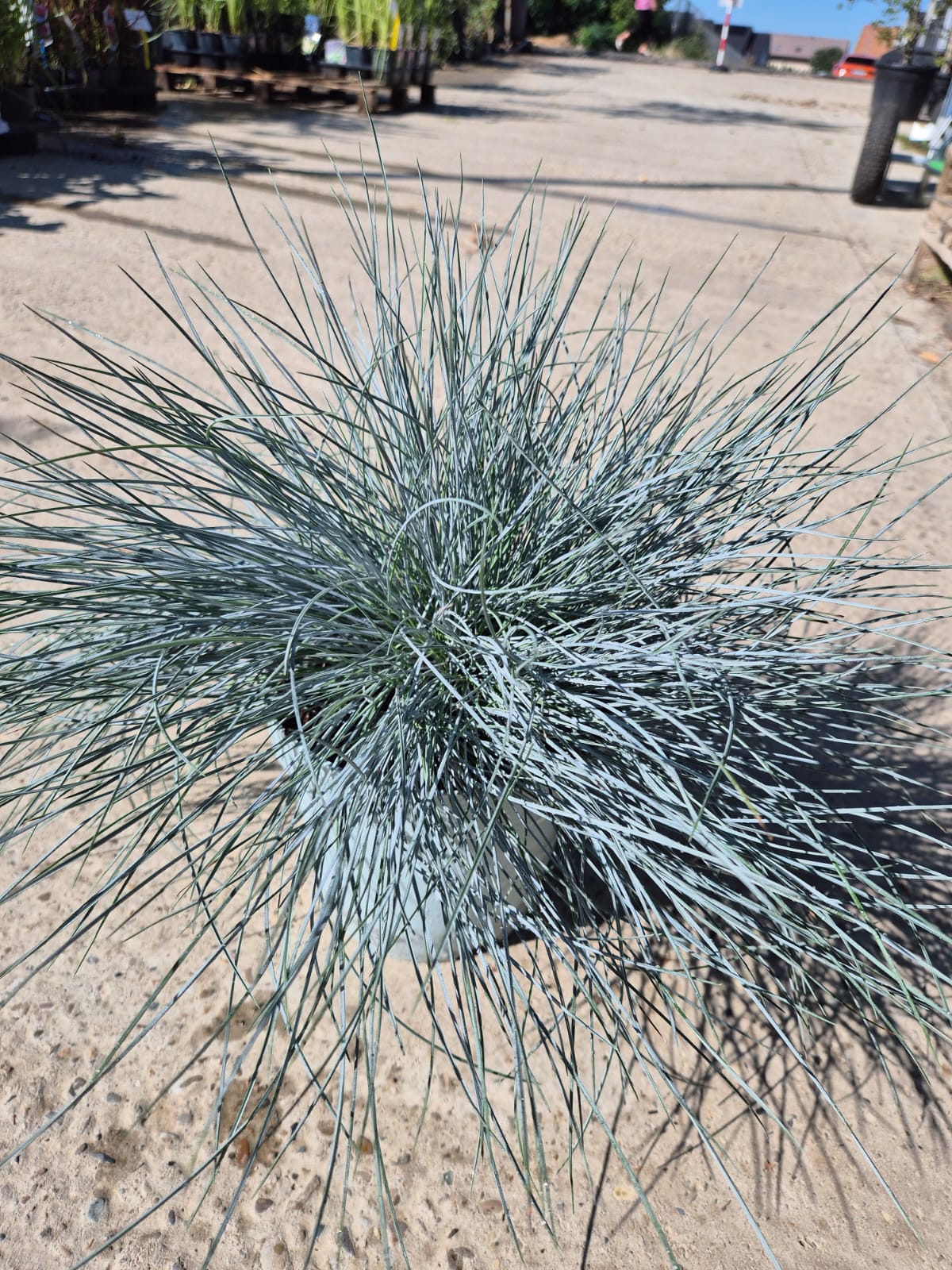 Festuca glauca ‘Intense Blue’