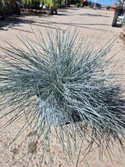 Festuca glauca ‘Intense Blue’