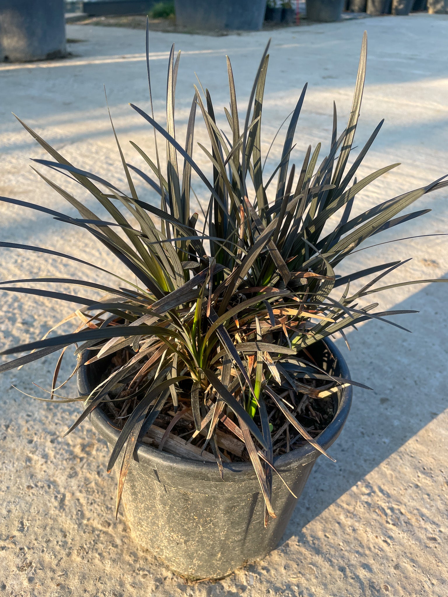 Iarba Neagra (Ophiopogon planiscapus Niger), Ghiveci 3L, h 40-60cm