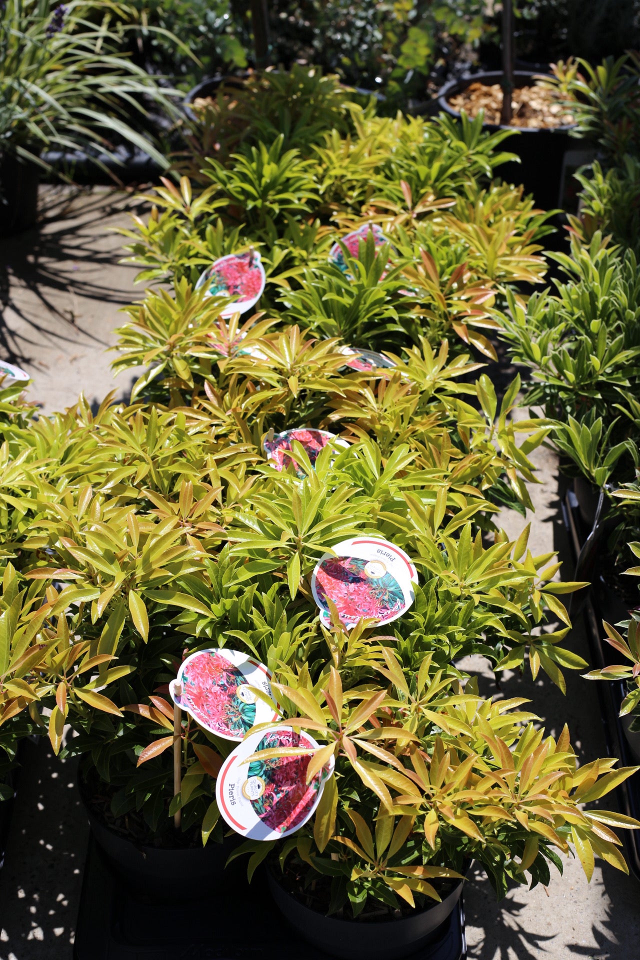 Pieris ‘ Forest Flame’