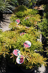 Pieris ‘ Forest Flame’