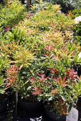 Pieris ‘ Flaming Silver’