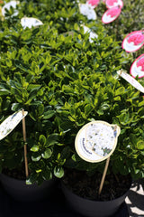Azalee albă - Rhododendron Azalea ‘Maischnee’