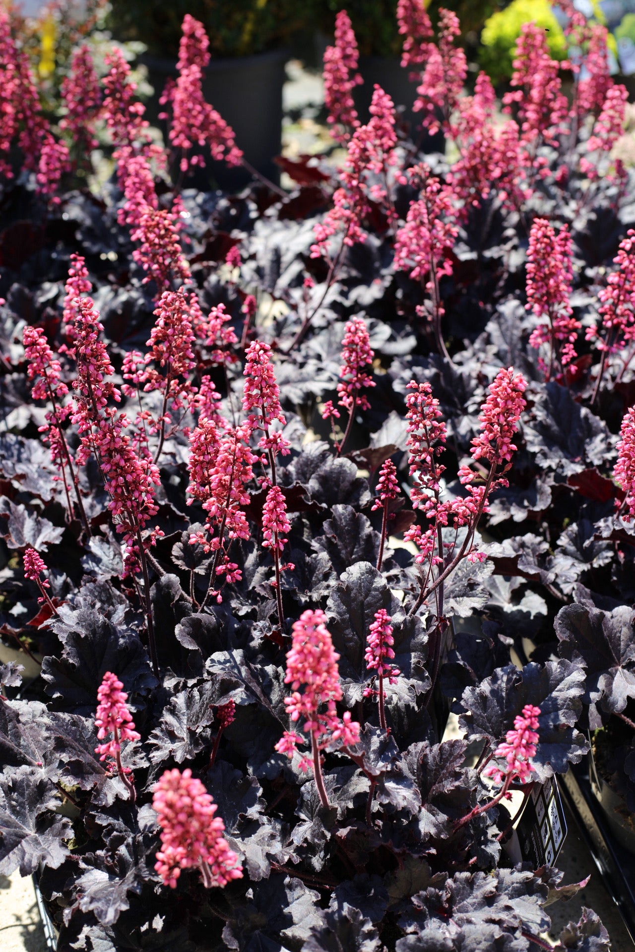Heuchera ‘Timeless Night’