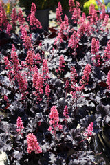 Heuchera ‘Timeless Night’
