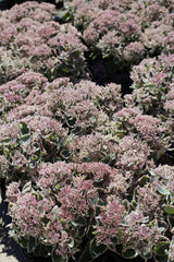 Sedum telephium ‘Seduction La Vie en Rose’