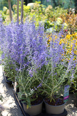 Salvie rusească - Perovskia atriplicifolia ‘ Blue Spire’