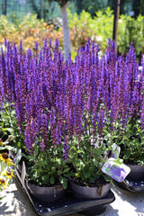 Salvie nemorosa ‘Caradonna’