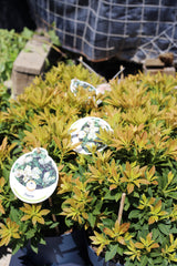 Pieris japonica ‘Sarabande’