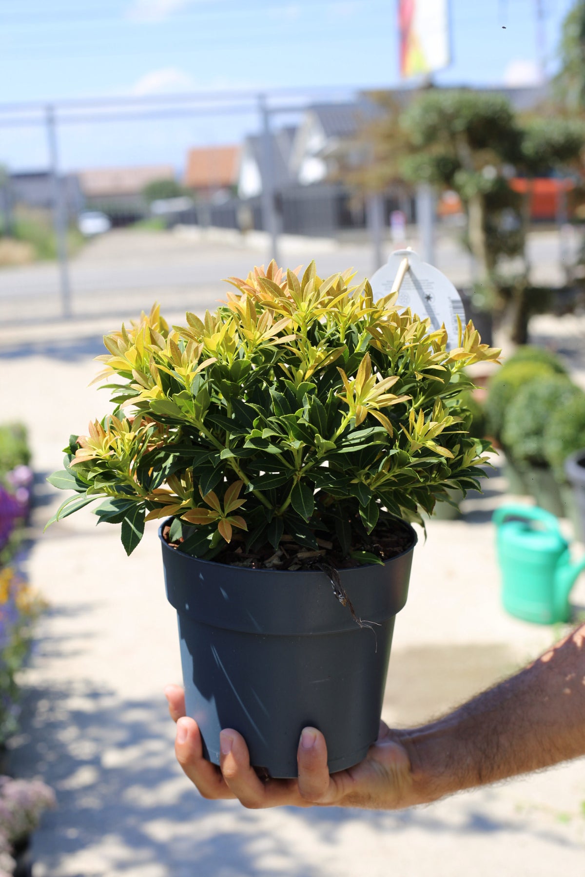 Pieris japonica ‘Sarabande’
