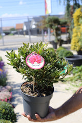 Azalee Roz cu marginea frunzelor argintie - Rhododendron Azalea ‘Silver Sword’