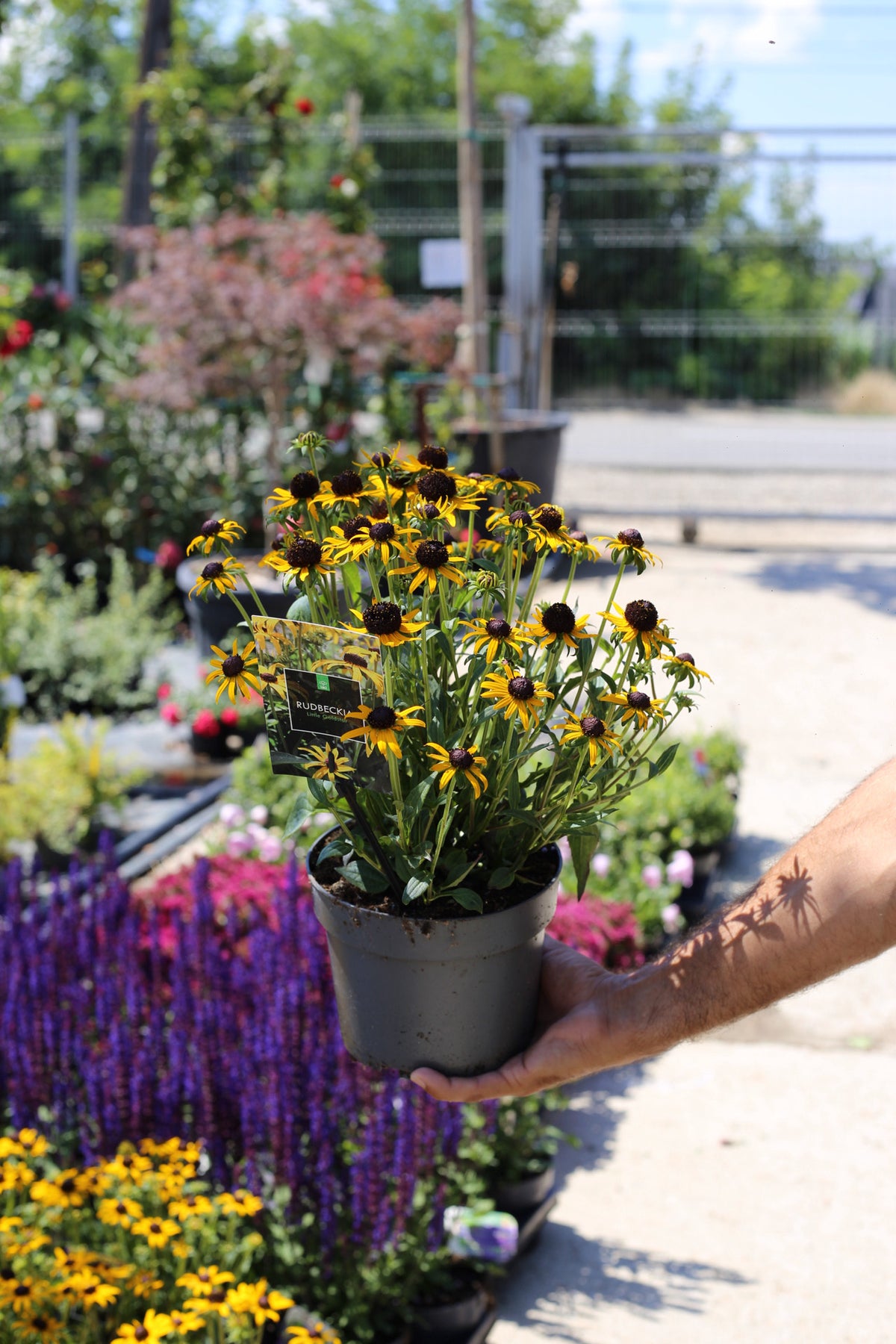 Rudbeckia fulgida ‘Little Goldstar’