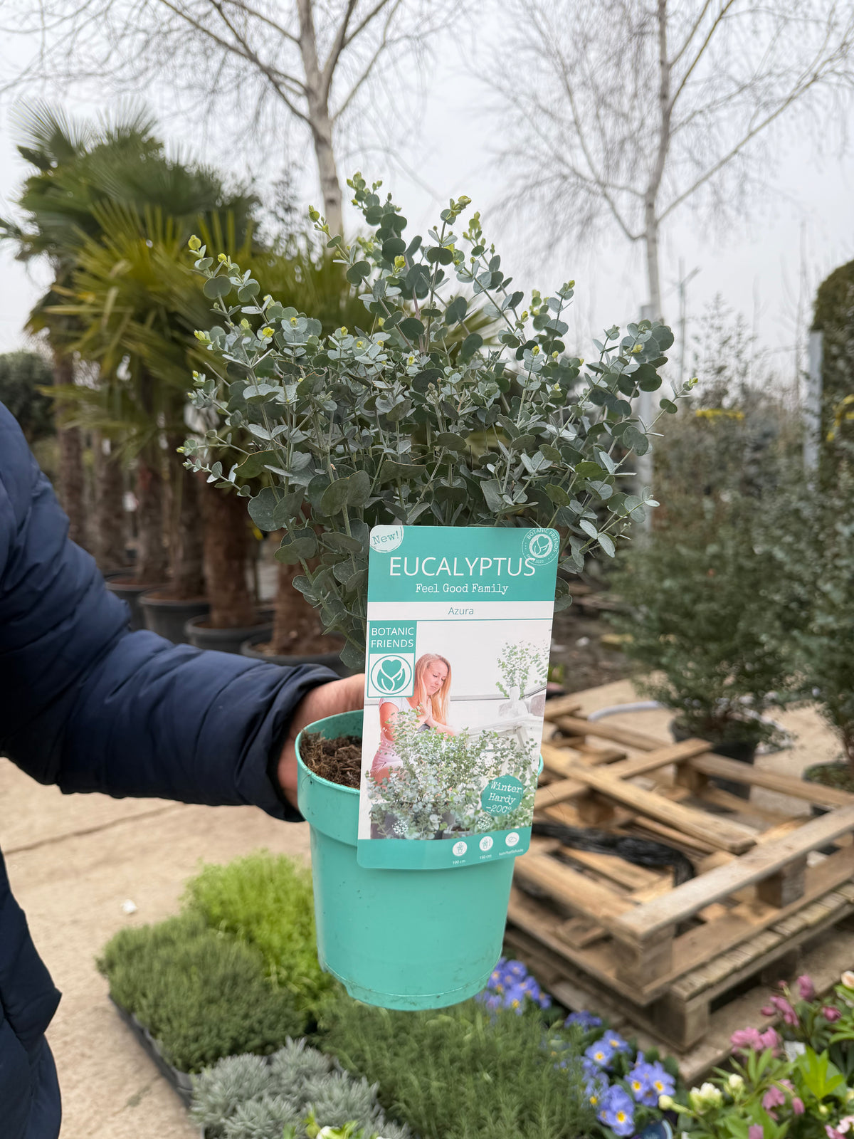 Eucalipt - Eucalyptus gunnii AZURA