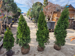 Thuja occ. Smaragd la balot