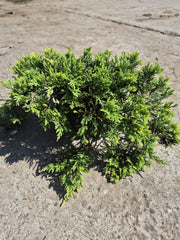 Ienupăr târâtor -Juniperus horizontalis ‘Golden Carpet’