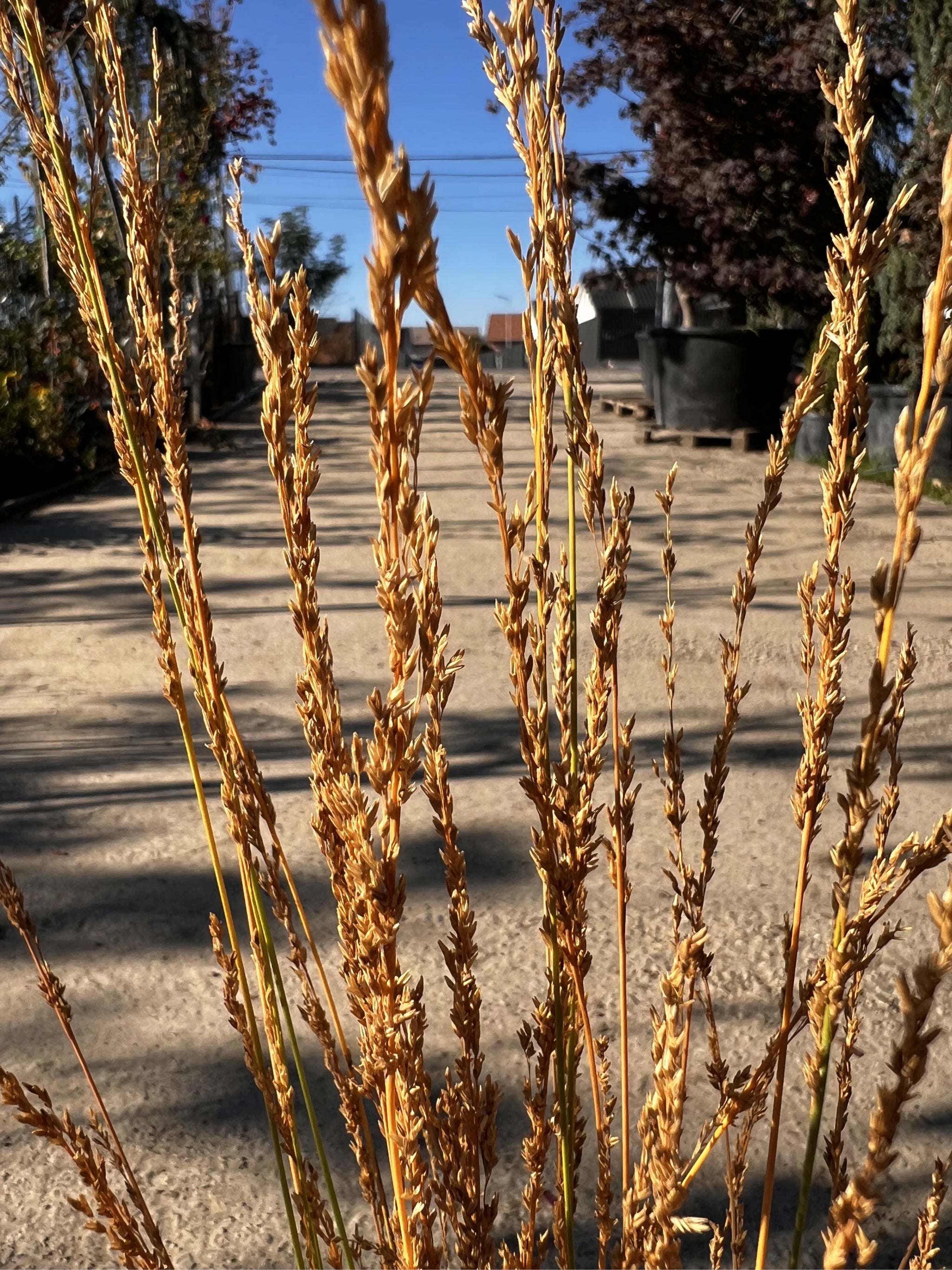 Molinia Caerulea Torch, Ghiveci 3L, h 60-80cm