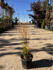 Molinia Caerulea Torch, Ghiveci 3L, h 60-80cm