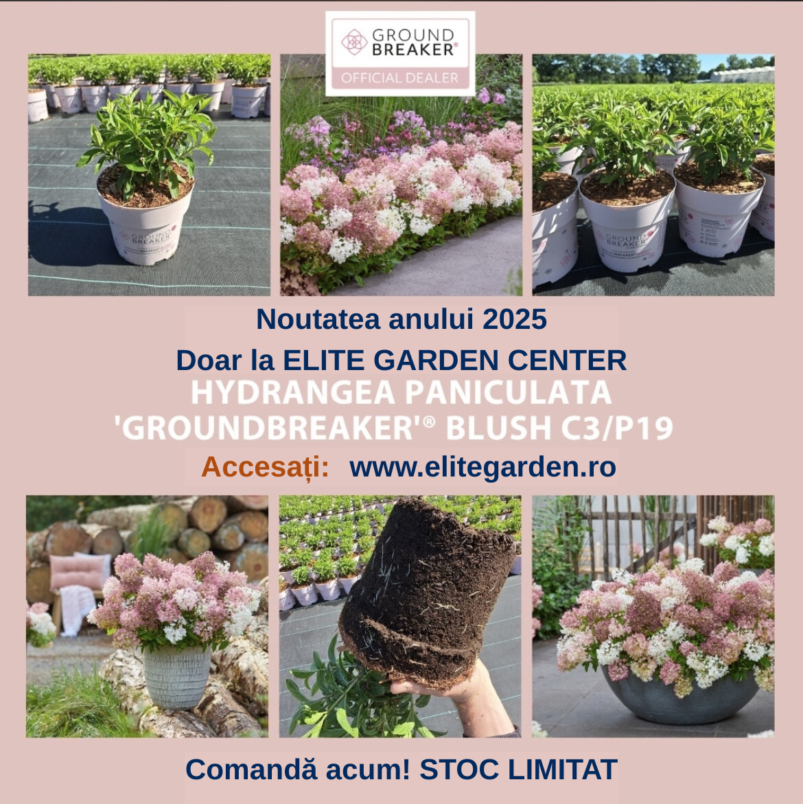 Hydrangea Groundbreaker® BlushTM