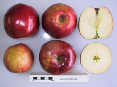 Mar Jonagold DeCosta