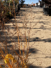 Panicum Virgatum Sangria, Ghiveci 3L, h 80-100cm