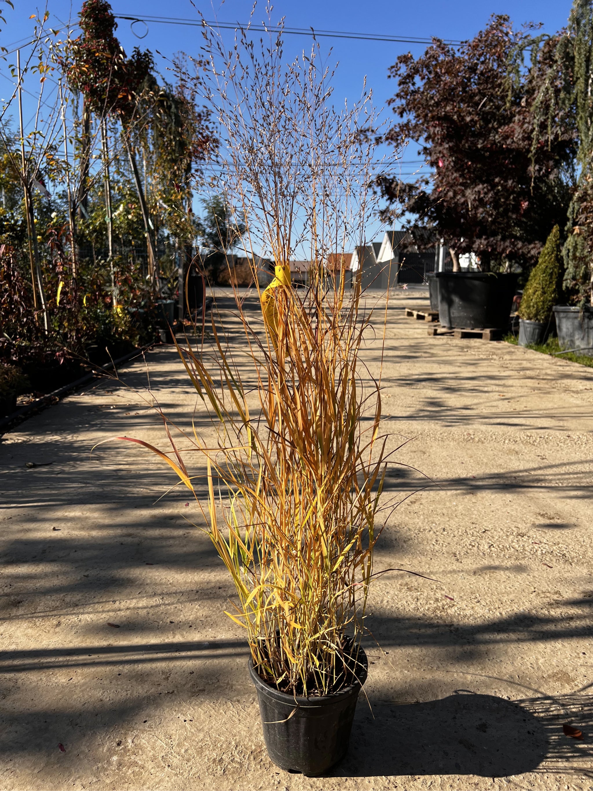 Panicum Virgatum Sangria, Ghiveci 3L, h 80-100cm