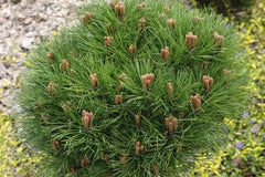 Pinus Nigra "Marie Bregeon", Ghiveci 10L