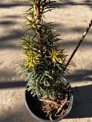 Tisa Columnara Verticala - Taxus Aurea, Ghiveci 3L, h 40-50cm