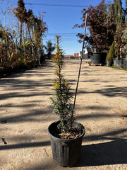 Tisa Columnara Verticala - Taxus Aurea, Ghiveci 3L, h 40-50cm