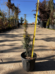 Tisa Columnara Verticala - Taxus Aurea, Ghiveci 3L, h 40-50cm