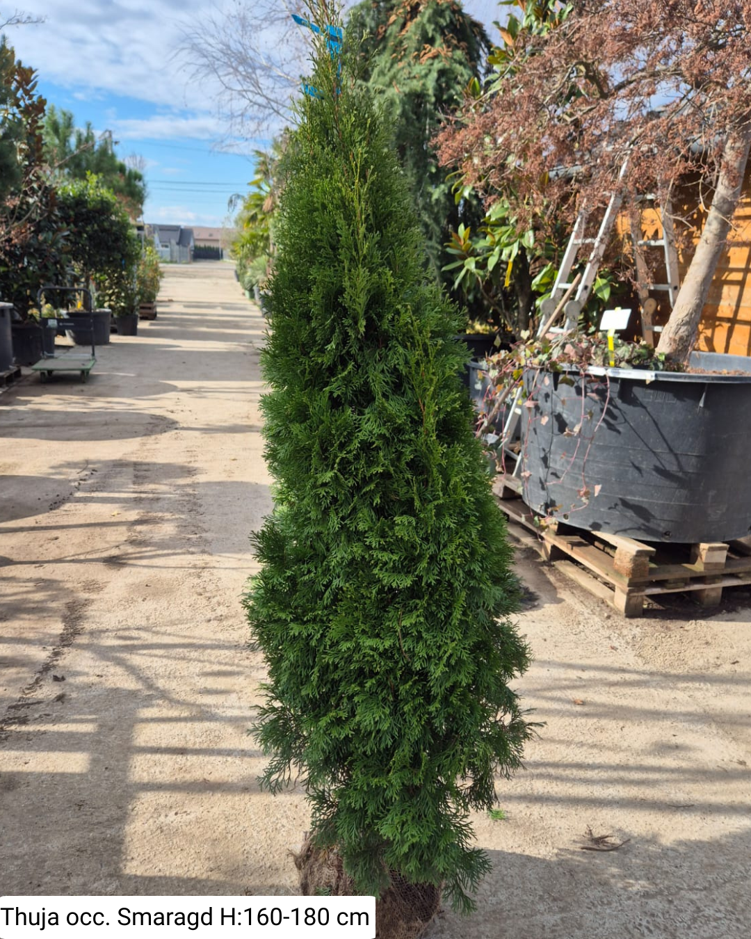 Thuja occ. Smaragd la balot