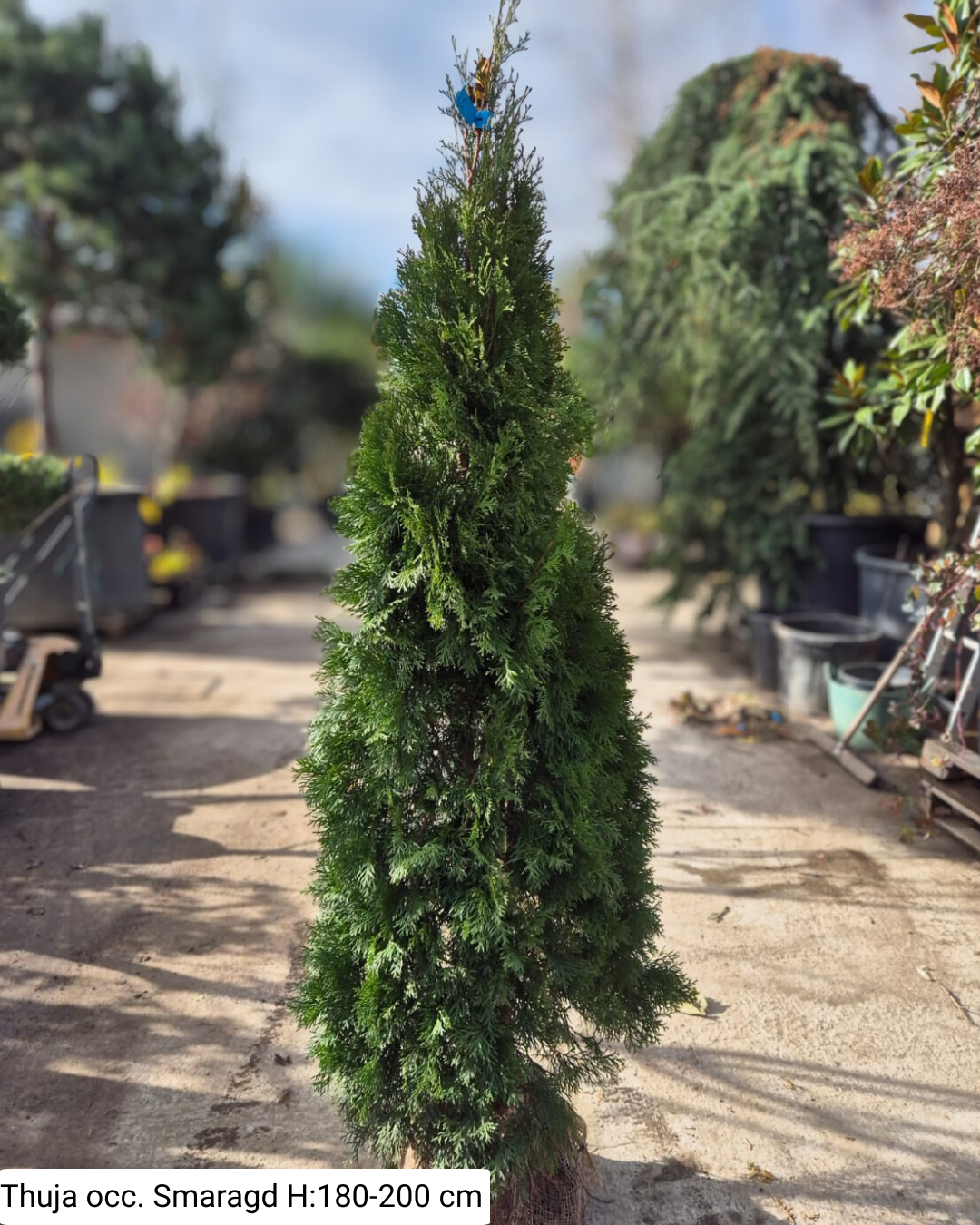 Thuja occ. Smaragd la balot